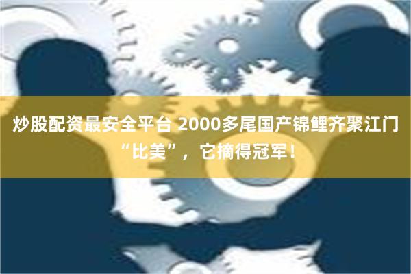 炒股配资最安全平台 2000多尾国产锦鲤齐聚江门“比美”，它摘得冠军！